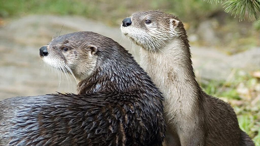 Kids Can Adopt Bees And Otters With Wildlife Adoption Kits 